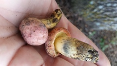 Lanmaoa pseudosensibilis