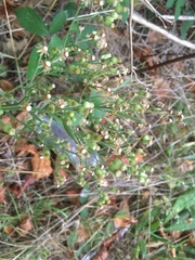 Erigeron sumatrensis