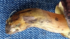Lanmaoa pseudosensibilis