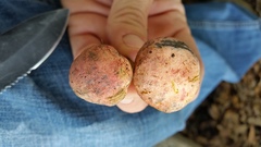 Lanmaoa pseudosensibilis