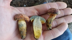 Lanmaoa pseudosensibilis