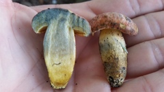 Lanmaoa pseudosensibilis