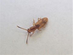 Cryptamorpha desjardinsi