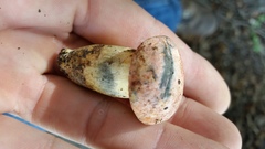 Lanmaoa pseudosensibilis
