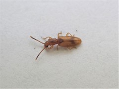 Cryptamorpha desjardinsi