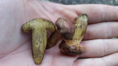 Lanmaoa pseudosensibilis