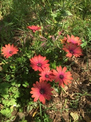 Asteraceae