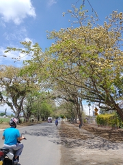 Pseudosamanea guachapele