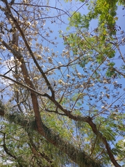 Pseudosamanea guachapele