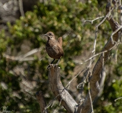 Pteroptochos megapodius
