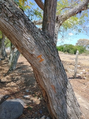 Pseudosamanea guachapele