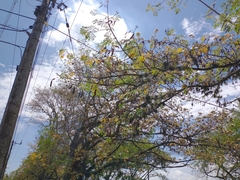 Pseudosamanea guachapele