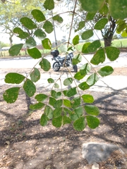 Pseudosamanea guachapele