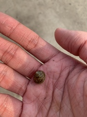 Monodonta neritoides