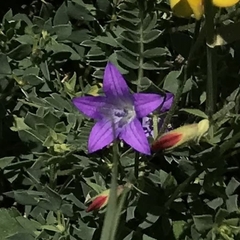 Campanula ramosissima