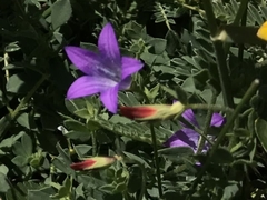 Campanula ramosissima