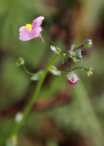 Image of Nemesia caerulea by (c) Tony Rebelo, some rights reserved (CC BY-SA)