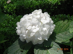 Hydrangea macrophylla