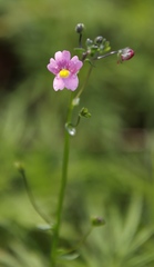 Nemesia caerulea