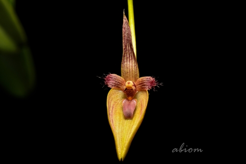 Bulbophyllum blepharistes Rchb.f. 2