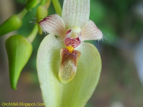 Bulbophyllum blepharistes Rchb.f.