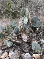 Opuntia pyrocarpa