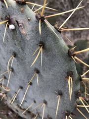 Opuntia pyrocarpa