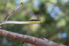 Oxybelis potosiensis