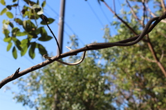 Oxybelis potosiensis