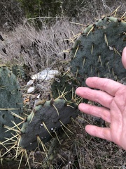 Opuntia pyrocarpa