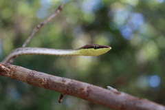 Oxybelis potosiensis