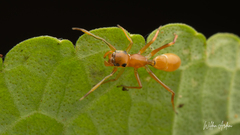 Myrmarachnini