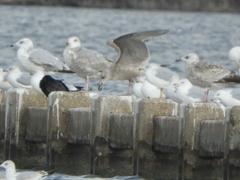 Larus glaucoides