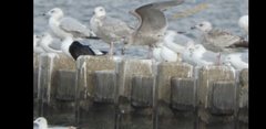 Larus glaucoides