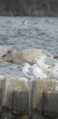 Larus glaucoides