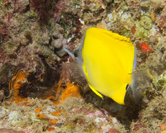 Forcipiger flavissimus