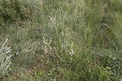 Pseudognaphalium undulatum