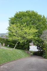 Acer cissifolium
