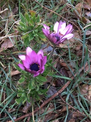 Angiospermae