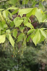 Acer cissifolium