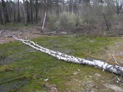 Hygroamblystegium humile
