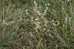 Pseudognaphalium undulatum