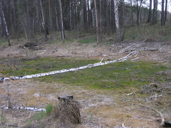 Hygroamblystegium humile