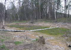 Hygroamblystegium humile