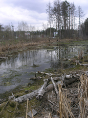 Hygroamblystegium humile