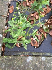 Senecio vulgaris