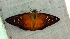 Augiades crinisus