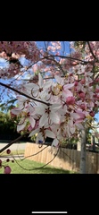 Magnoliopsida
