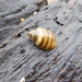 Chilina Snails - Photo (c) Valentín Alfano, some rights reserved (CC BY-NC)