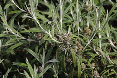 Buddleja loricata